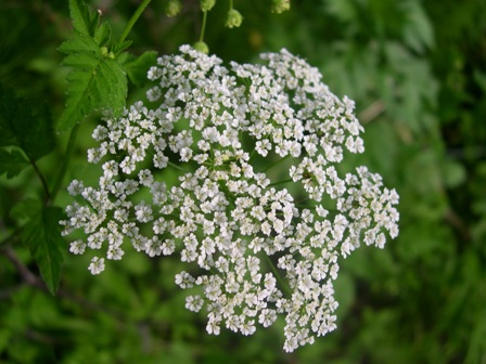 Chaerophyllum temulum